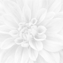 Панно Crisantemo из 3 шт 36-05-00-463-0 (60х60) купить